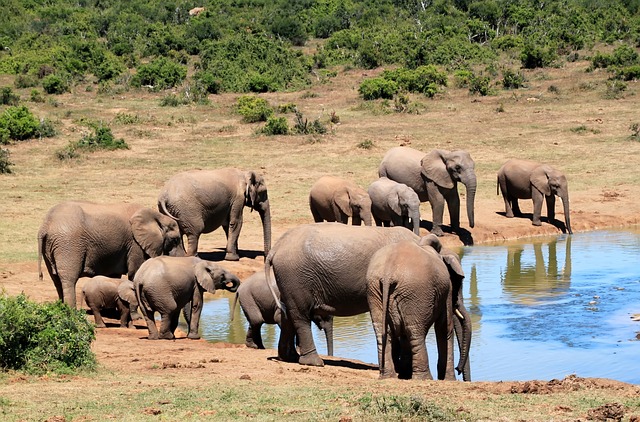 elephant-241624_640