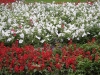 central_parck_bucuresti-15