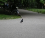 central_parck_bucuresti-16