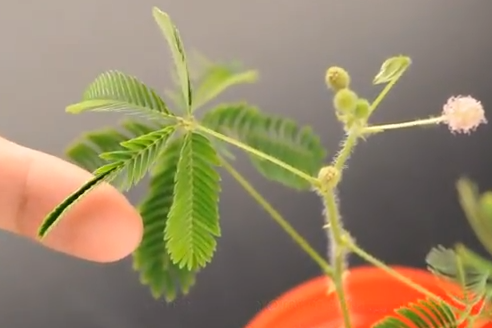 Mimoza, o planta miscatoare