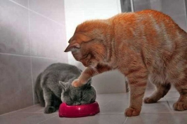 Poze frumoase cu animale