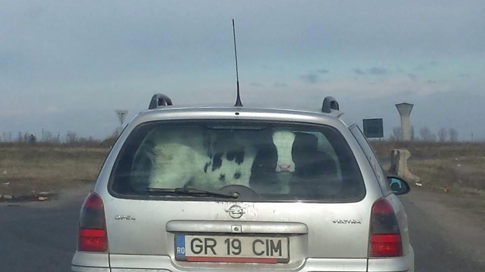 Cu vacile in masina