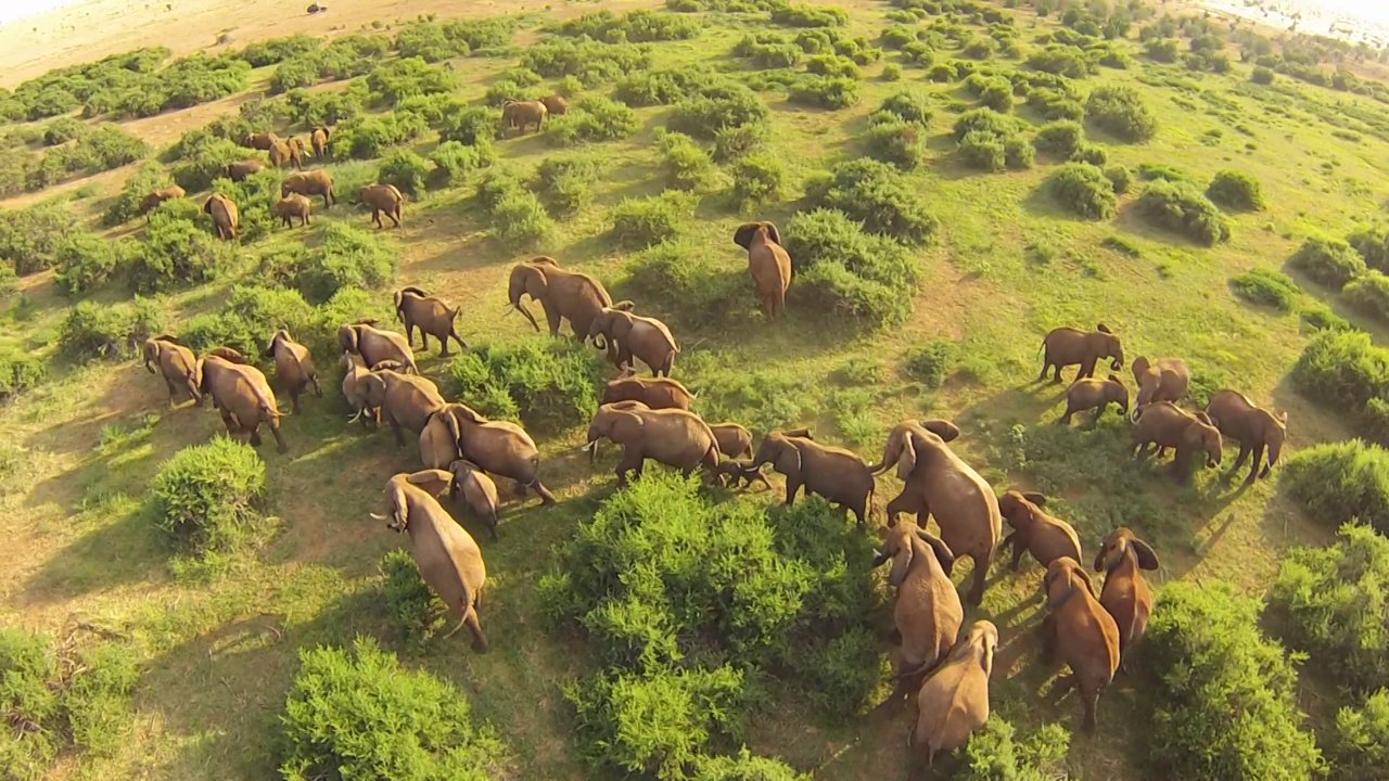 Filmare cu drona în safari-ul kenyan